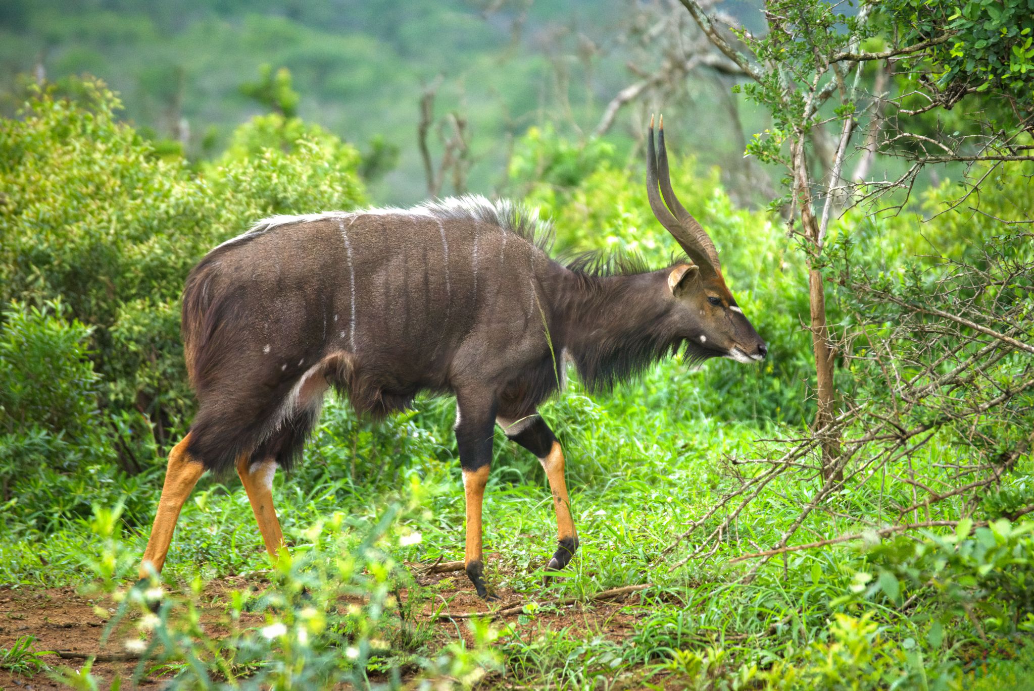 Männlicher Nyala (Tragelaphus angasii) im Hluhluwe Umfolozi Park